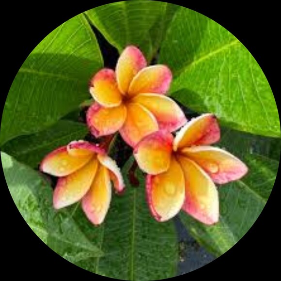 plumeria_picks